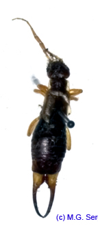 Forficula_vicaria_m_1131 copy